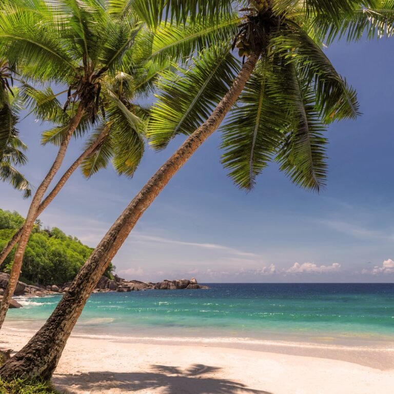 default avatar 2020 39 1 768x768